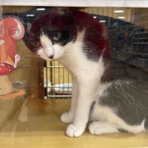 Meet your Posher, Lim